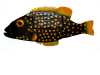 MOTHER FISH