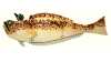 TRACHINUS RADIATUS